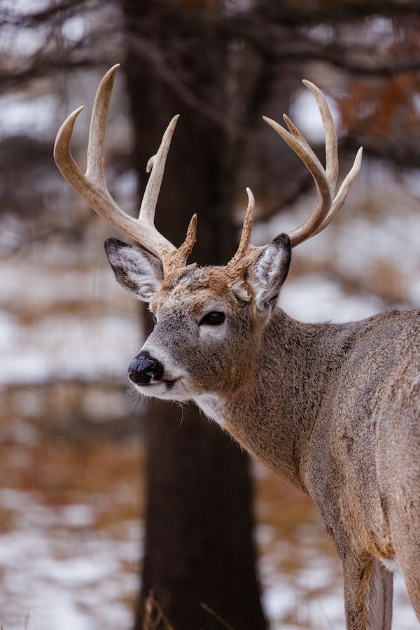 Whitetail buck deer in the woods with snow on the ground