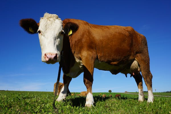 Cattle