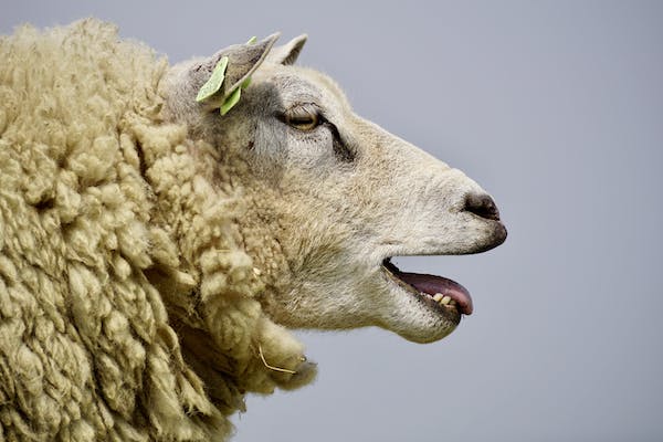 Sheep