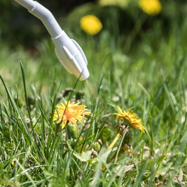 A spray nozzle applying herbicide to yellow dandelions in a grassy field for effective weed control.