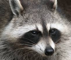 Raccoon listening to the hunters that are ready to turn the hounds loose.