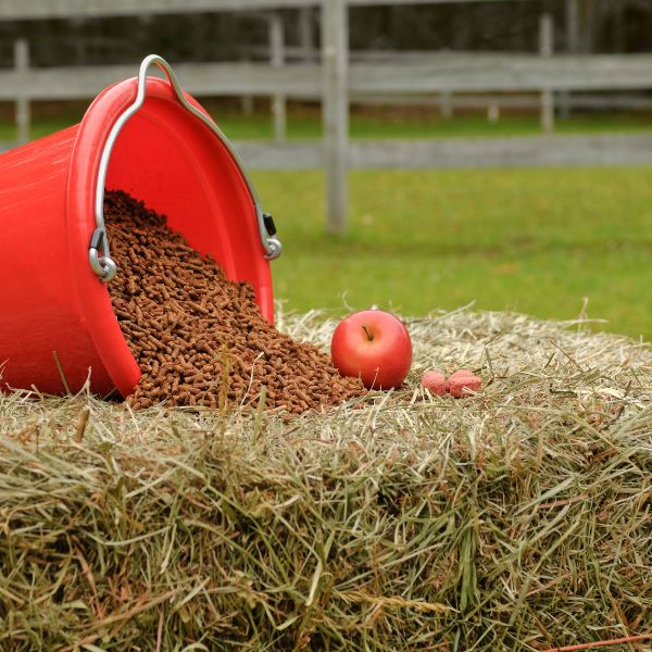 A red bucket spilling livestock feed onto a hay bale with an apple and treats nearby, set in a farm pasture.