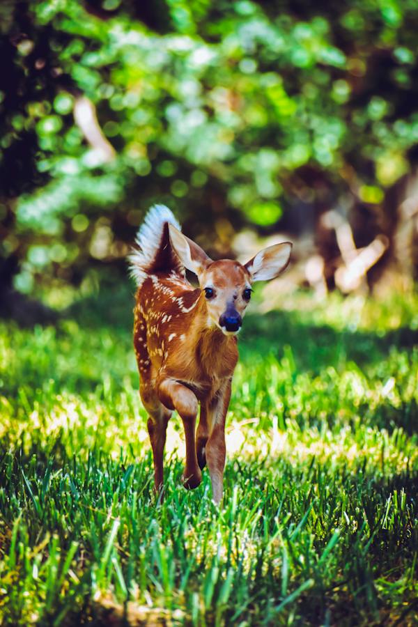 Pen Raised Deer