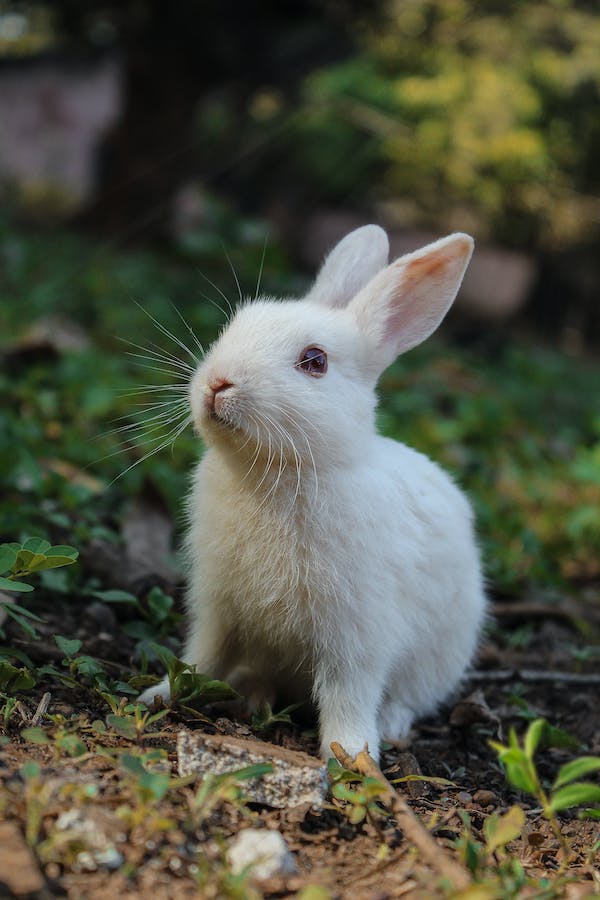 Rabbit Feed & Supplies