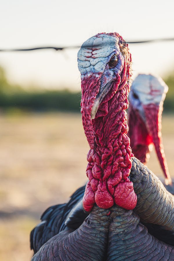 Turkey Hunting