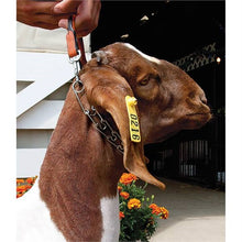 Weaver Leather and Chain Goat Collar, Pronged, 24