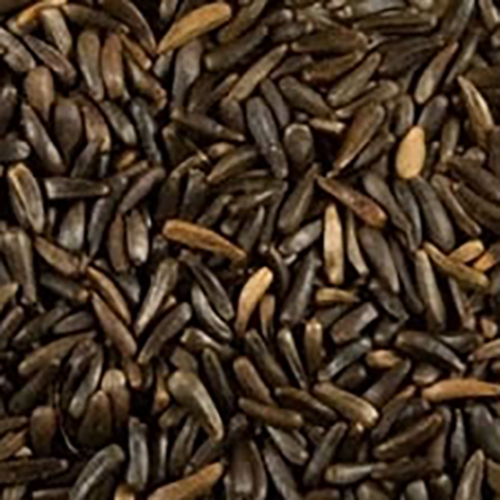 nyjer seed plant picture Naturalist Nyjer Seed – Froggy Bottom Outdoors