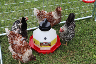 3 Gallon Poultry Automatic waterer, Dent-proof, heavy-duty translucent plastic allows view of water level