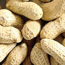 Whole Peanuts in the Shell are a high-protein, high-fat food that are popular with birds and other critters!