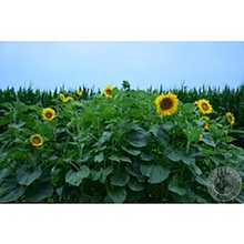Peredovik Sunflowers