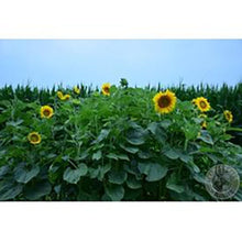 Sunflowers growing in a field with a clear blue sky.