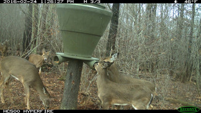 Banks Outdoors Feed Bank 600 Gravity-Fed Deer Feeder