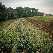 Field of wildlife grain sorghum, surrounded by trees.