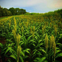 Field of wildlife grain sorghum with a clear sky in the background