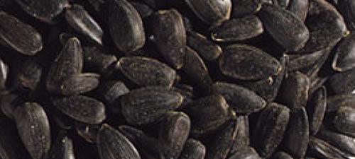 A premium black oil sunflower seed selected for high oil and nutrient content.